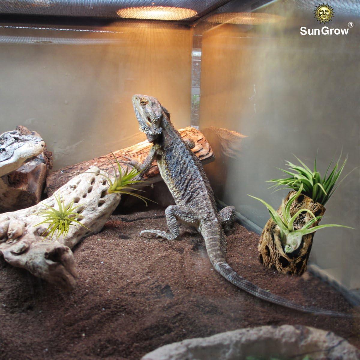 How We Elevated ​Our Shrimp Tank​ With Natural Climbing‌ Logs