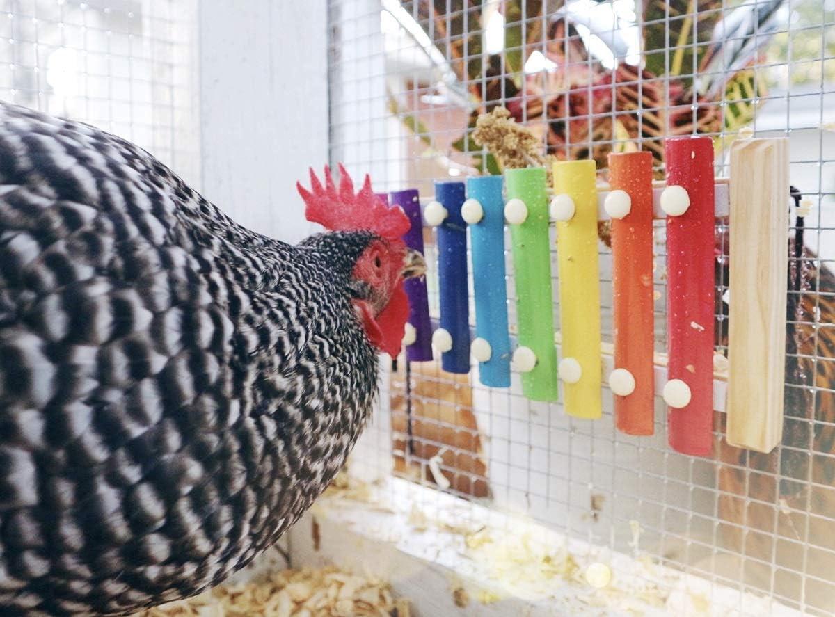 How We Added Joy and Activity‌ to Our Coop with a Chicken xylophone