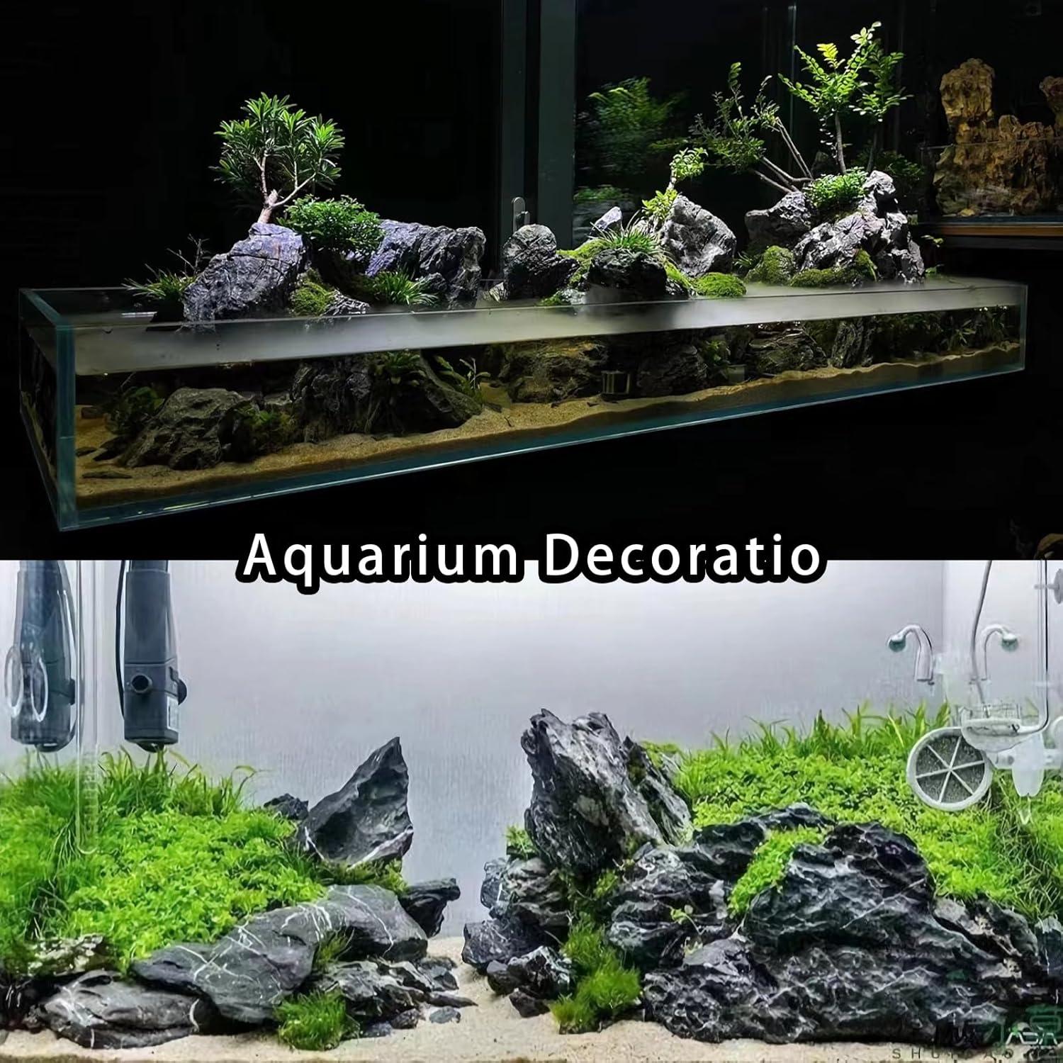 How These Natural Rocks Transformed our Aquarium’s Ecosystem
