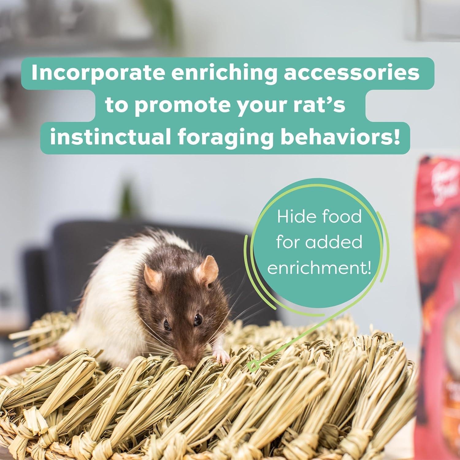 How We Found the Perfect Balanced‍ Diet for Our Adult Rats