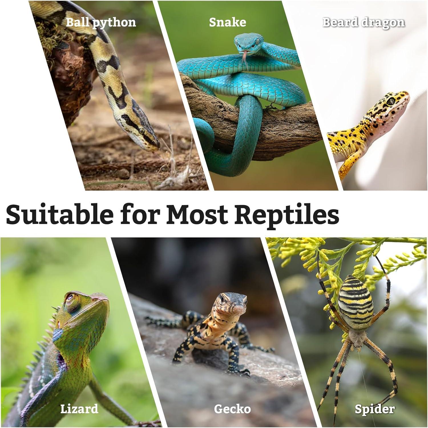 how Our ‌Pets Thrived with These Natural Climbing Branches