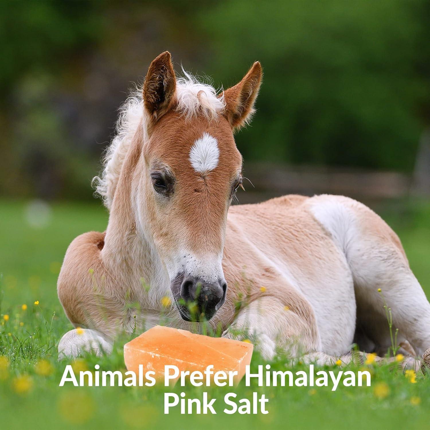 How‍ Our Herd Thrives with⁤ Himalayan Mineral Salt Blocks