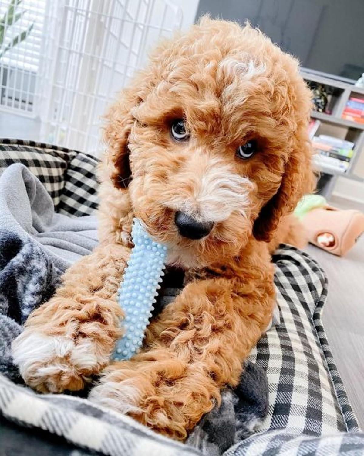 How Our Puppy's Teething Pain Faded with Tasty Chew Toys