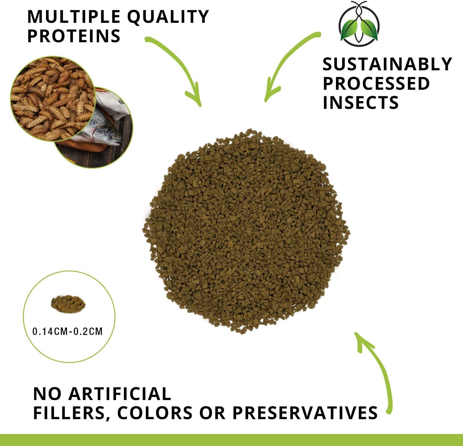 How Our bottom Feeders Thrived on This Protein-Packed Insect Diet