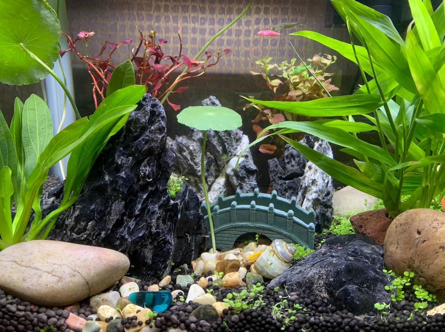 How these‍ Natural rocks Transformed Our Aquarium’s Ecosystem