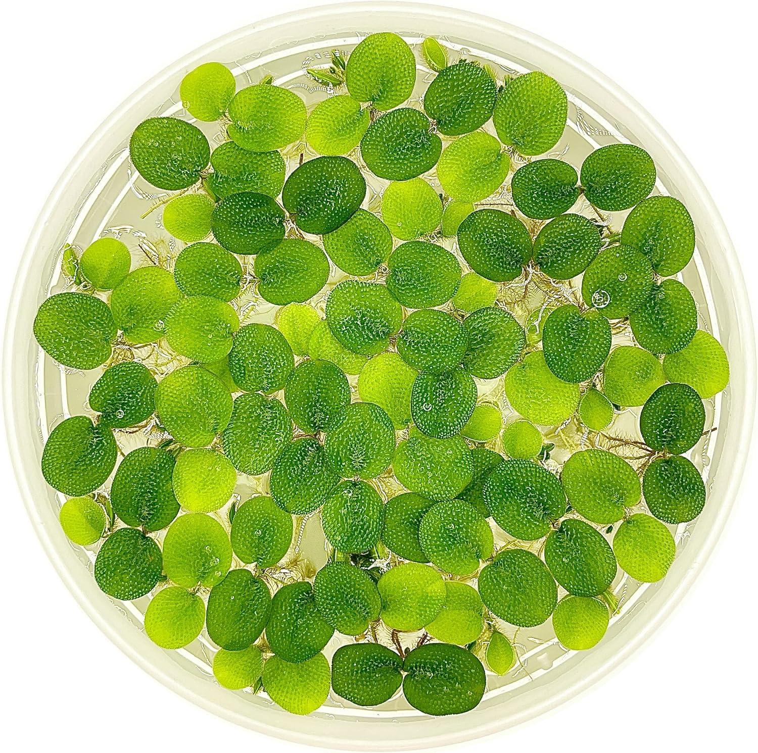 How We Transformed Our Aquascape with Floating Water⁤ Spangles