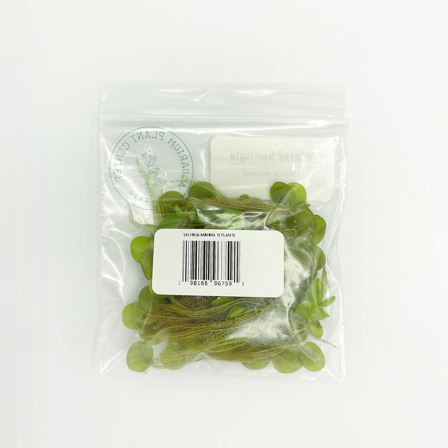 how We Transformed Our Aquascape ​with Floating Water Spangles