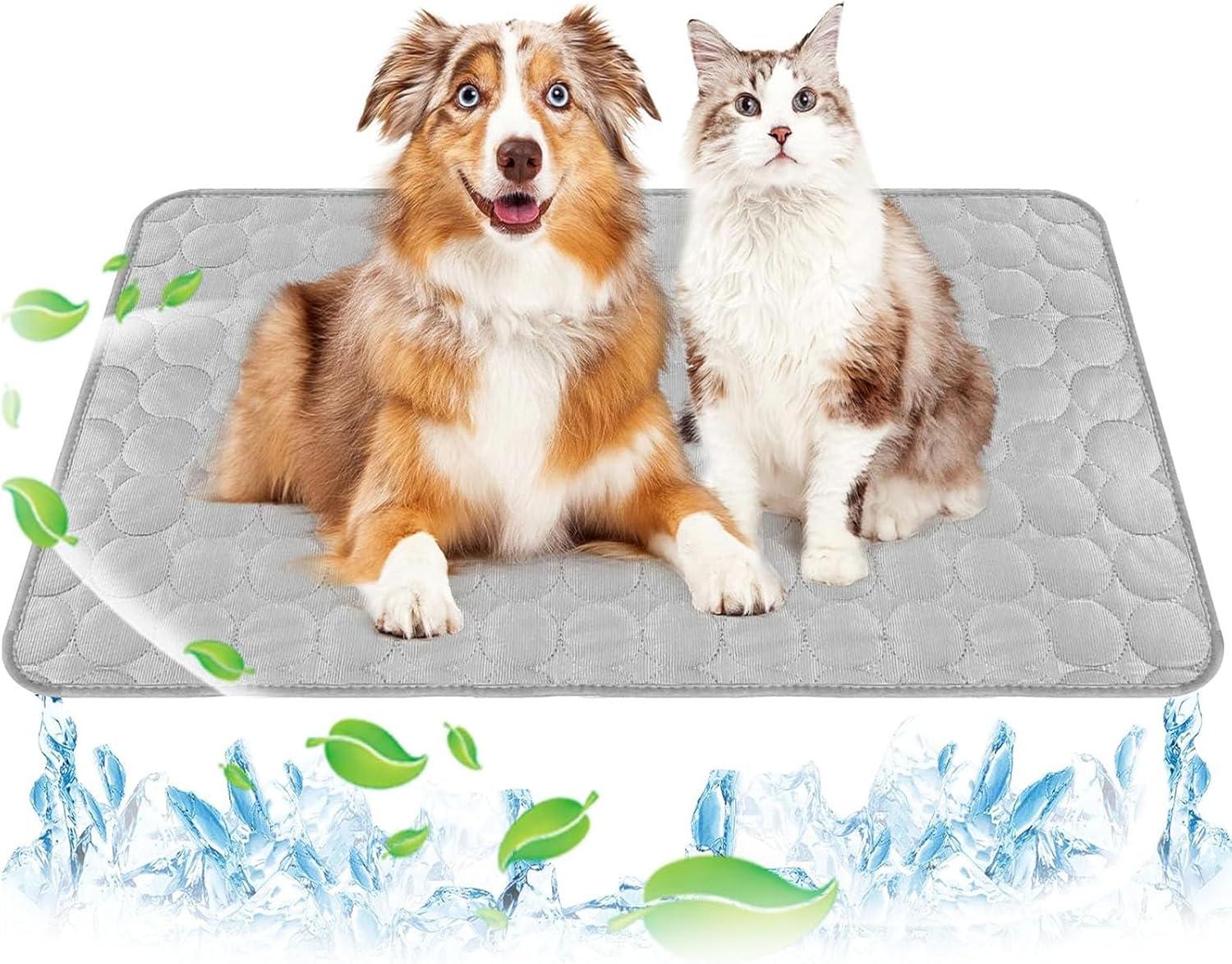 Top Pet ⁣Gear of 2025: Comfort, Care & Travel essentials⁣ Reviewed