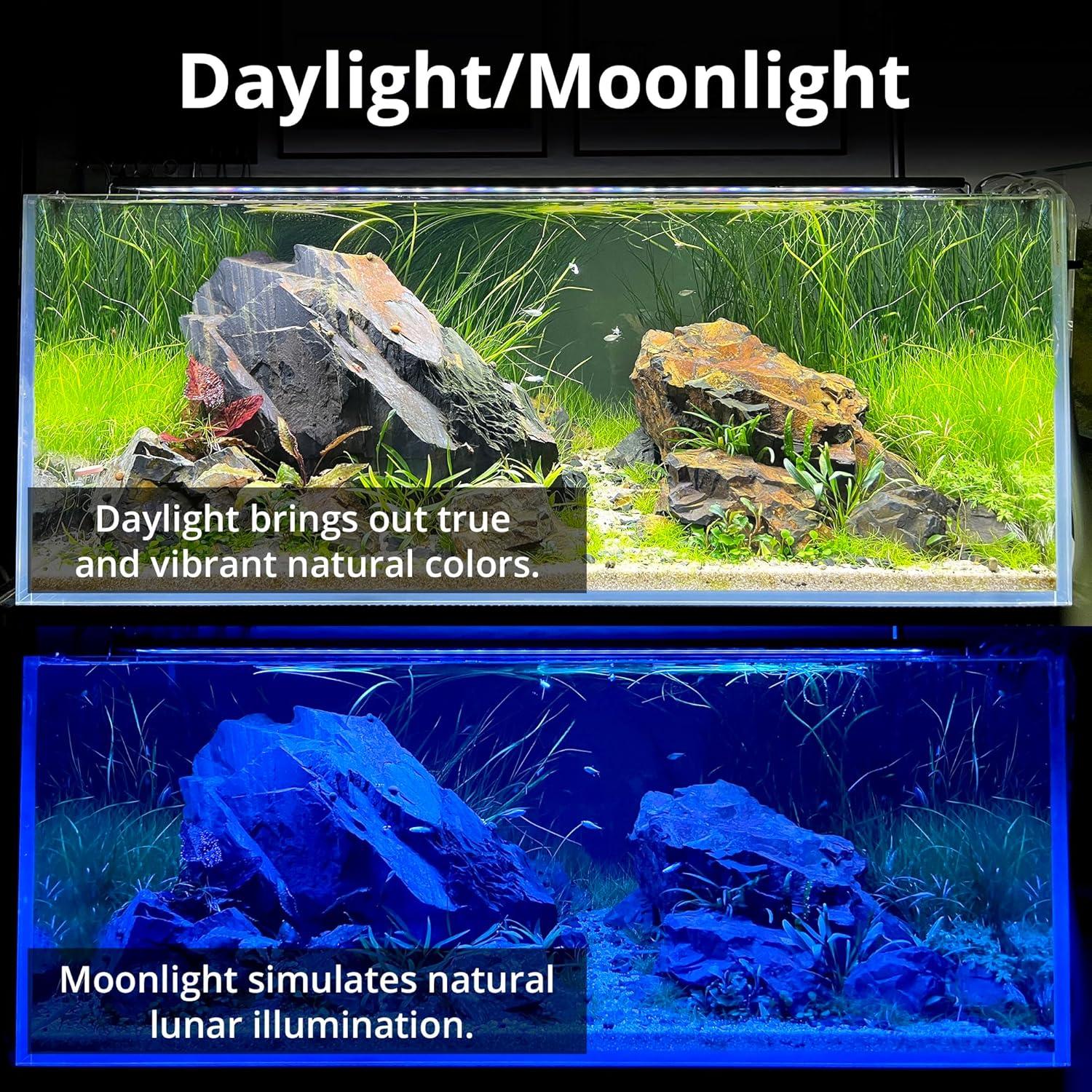 How Our Aquarium Thrived with a Light⁣ That mimics Nature’s Rhythm